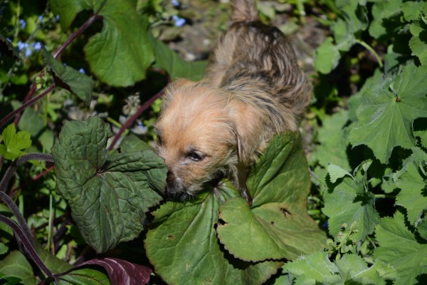 Bram verdwaalt in de tuin